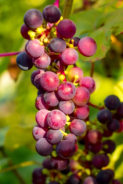 Bunch of red grapes in the setting sun. — Stock Photo, Image
