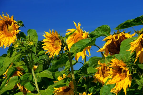 Zonnebloemen tegen de blauwe lucht. — Stockfoto