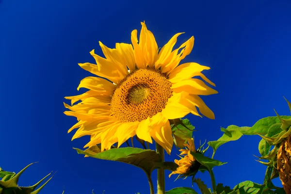 Mavi gökyüzüne karşı ayçiçekleri.