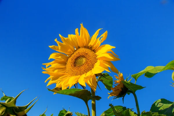 Zonnebloemen tegen de blauwe lucht. — Stockfoto