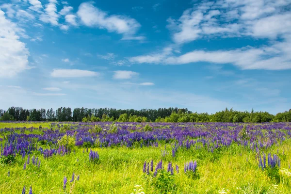 Field of blue lupines against the blue sky.
