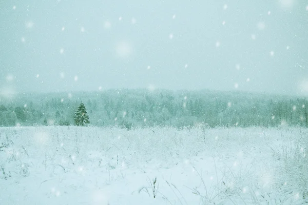 Lonely GranTree i ett snöigt fält. — Stockfoto