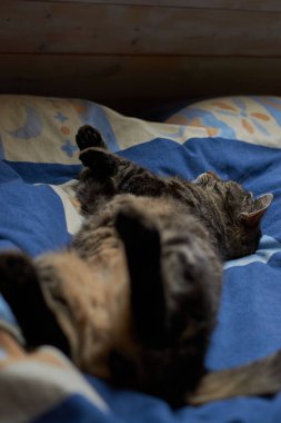 Tekir kedi sırt üstü yatıyor. Tekir kedi yatakta dinleniyor. Sırtüstü uzanmış tekir kedi. Tekir kedi..