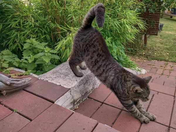 Tabby cat stretching in the garden. Tired cat stretching on the stairs. Tired tabby cat.