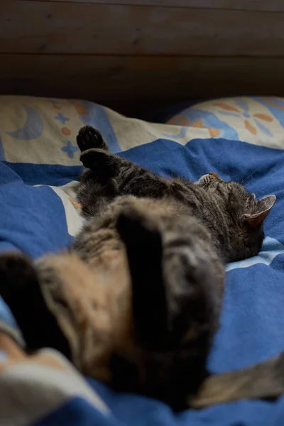 塔比猫躺在背上 塔比猫在床上休息 塔比猫躺在背上 塔比猫 — 图库照片