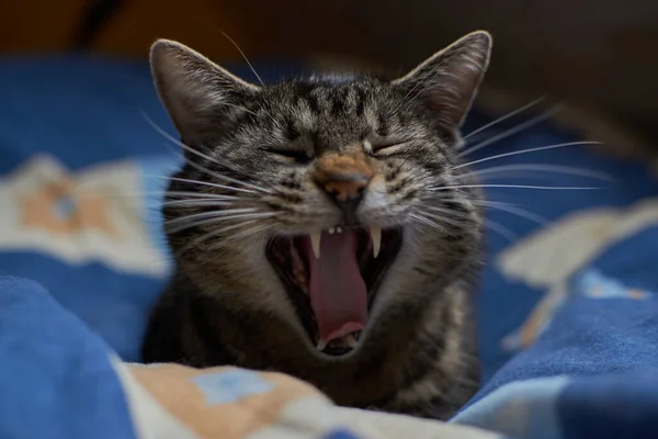 Bâillement Chat Tabby Chat Bâillant Couché Dans Son Lit Fatigué — Photo