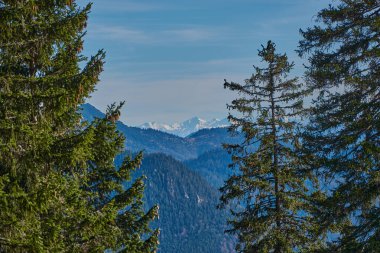 Alplerdeki karlı dağ tepelerini çam ağaçlarından seyret. Yazın karlı dağ zirveleri. Bavyera Alplerinde panoramik dağ manzarası.