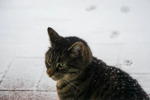 Tabby Kot Siedzi Zewnątrz Śniegu Tabby Kot Czeka Śniegu Tabby — Zdjęcie stockowe
