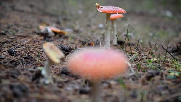 Primer Plano Agarics Mosca Bosque Primer Plano Amanitas Mosca Bosque — Vídeos de Stock