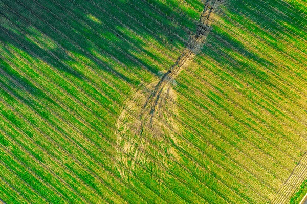 Aerial View Green Field Vertical Lines — Stock Photo, Image