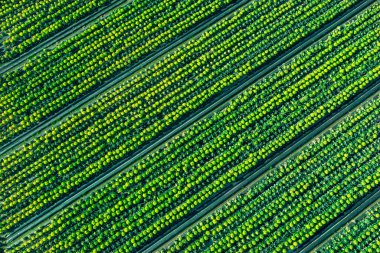 Havadan gelen yatay paralel çizgilerle turuncu, yeşil, sarı alan deseni