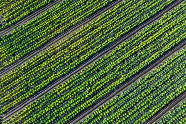 Havadan gelen yatay paralel çizgilerle turuncu, yeşil, sarı alan deseni