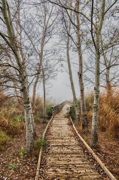 Fog National Park — Stock Photo, Image