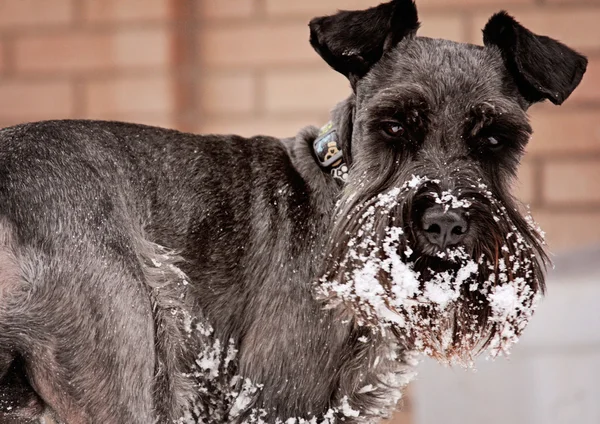 Hund i snö Stockbild