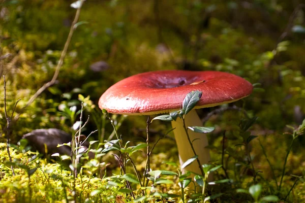 A red mushroom is in the green forest