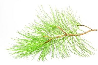 Noel süslemeleri, dal, yeşil çam, beyaz arka plan tasarımı