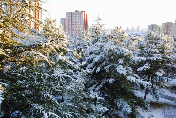 Panoramablick auf hohe Fichten und Kiefern mit Schnee bedeckt im Wald gegen Sonnenaufgang in einem Viertel mit hohen Gebäuden Anfang Januar. Cayyolu Ankara Türkei — Stockfoto