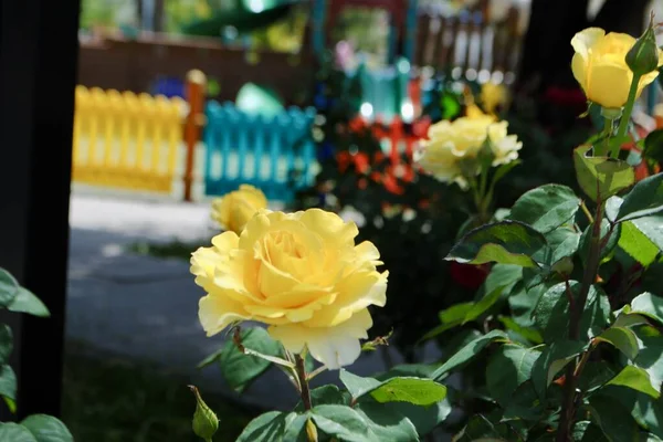 Pedal de rosas amarelas bonitas na frente do playground colorido. Fundo desfocado — Fotografia de Stock