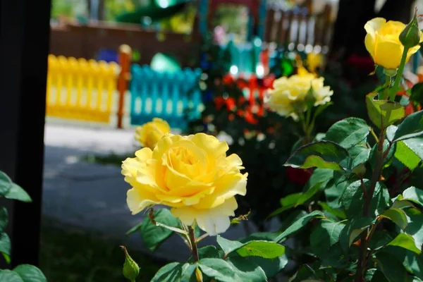 Schöne gelbe Rosen strampeln vor dem bunten Spielplatz. Unklarer Hintergrund — Stockfoto