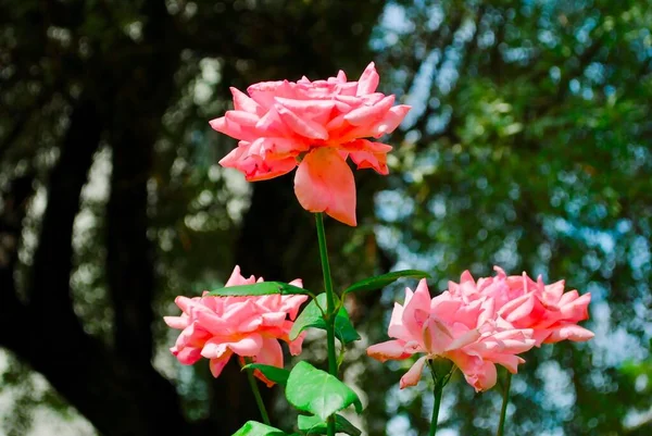 Full frame view of beautiful blooming cluster pink delicate roses with dew against green leaves on a sunny day. — Stock Photo, Image