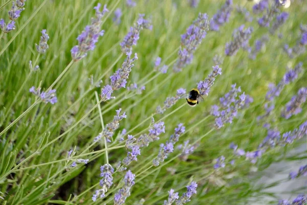 Пчела на лавандовом кусте в природе. — стоковое фото