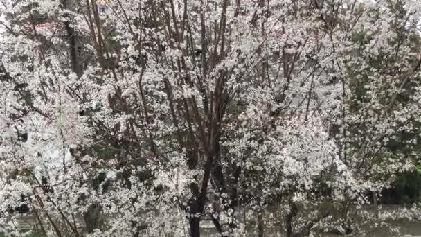White Plum flowers of a tree branch sway in spring in a drizzle. Prunus Pisardi — Stock Video