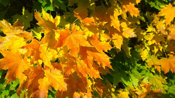 Golden, Yellow, orange, rusty and green maple leaves background. Autumn leaf color. Fall. Beauty in nature. Vibrant backdrop. Foliage. Season of sadness, inspiration, happiness. October weather.