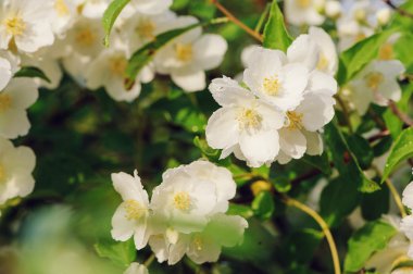 Beyaz Philadelphus coronaryus çiçekler su damlaları ile yaz aylarında yakın çekim