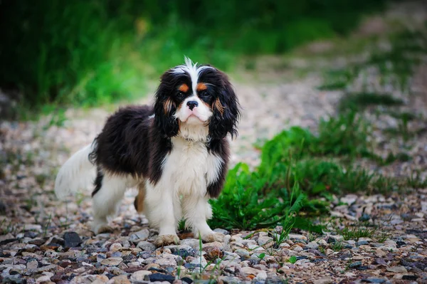 Tricolor cavaleiro rei charles spaniel cão relaxante com bola de brinquedo no jardim de verão — Fotografia de Stock