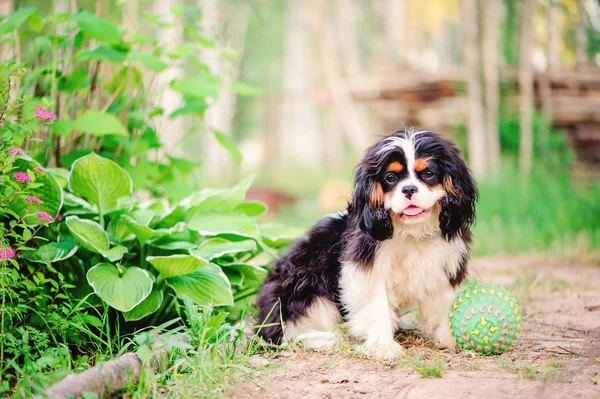 Триколор кавалер король Чарльз спанієль собака розслабляється з іграшковим м'ячем в літньому саду — стокове фото