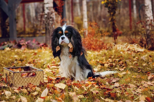 Cavaleiro Rei Charles Spaniel cão — Fotografia de Stock