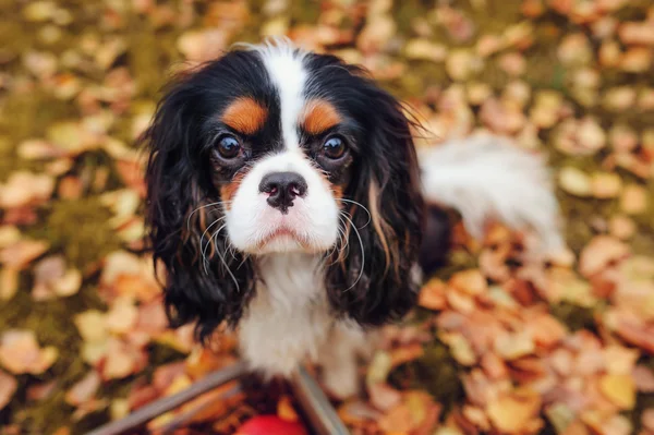 Cavalier King Charles Spaniel perro —  Fotos de Stock