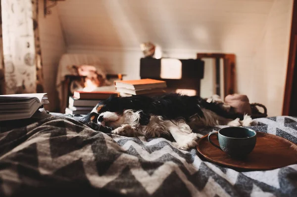 Aconchegante Casa Inverno Com Cão Dormindo Cama Cobertor Quente Livro — Fotografia de Stock