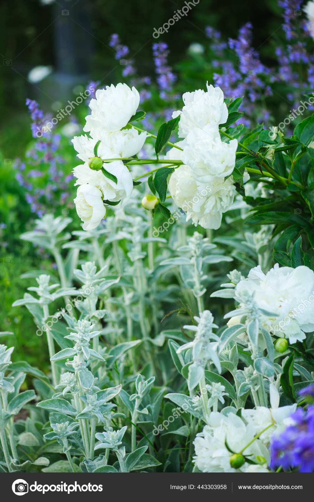 英語のコテージスタイルの庭 ニンニクとの国境に咲く牡丹 花壇のためのコンパニオン植物との美しい組成 ストック写真 C Mashiki