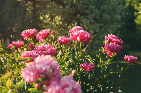 Mooie Roze Pioenrozen Bloeien Buiten Prive Zomertuin — Stockfoto