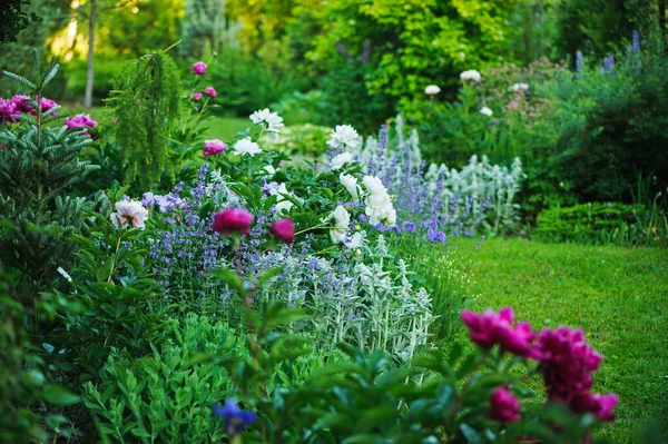 Smuk Engelsk Stil Sommerhus Haven Udsigt Sommeren Med Blomstrende Pæoner - Stock-foto