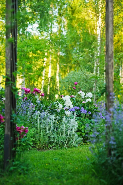美丽的英式别墅花园景观在夏天与盛开的牡丹和同伴 斯塔奇 番茄酱 用白色和蓝色调作曲 景观设计 — 图库照片