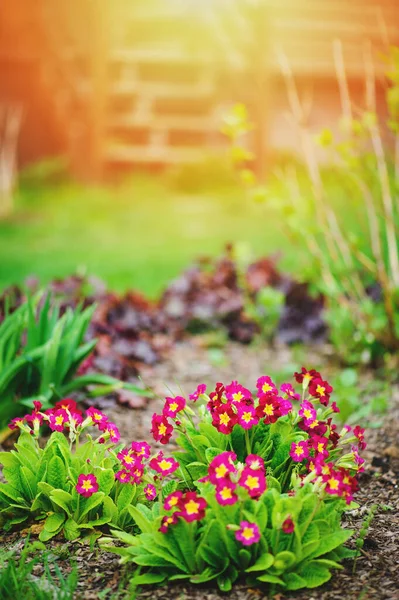 Paarse Primrose Bloemen Bloeien Zonnige Voorjaarstuin — Stockfoto