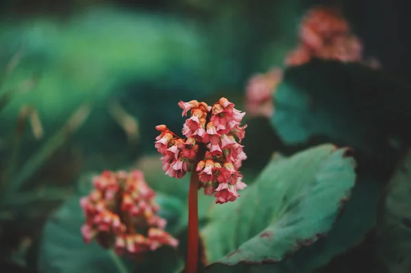 Primer Plano Bergenia Crassifolia Floreciendo Jardín Primavera — Foto de Stock