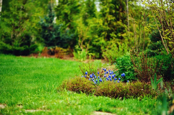 Blue Muscari Grape Hyacinth Flowers Blooming Early Spring Garden — Stock Photo, Image