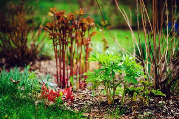 Verse Pioenbladeren Ontkiemen Vroege Voorjaarstuin — Stockfoto