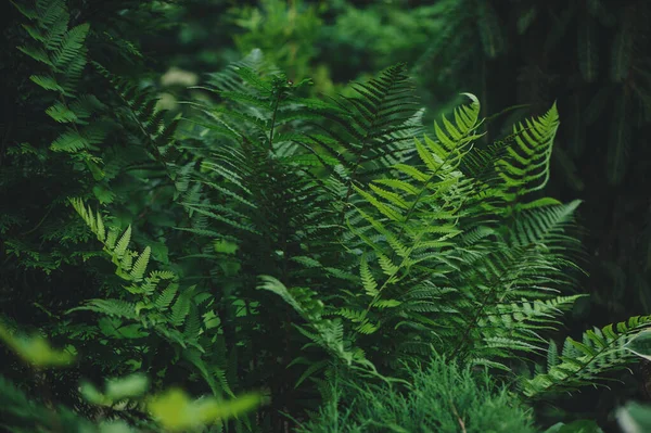 Корейская Ель Abies Coreana Посаженная Частном Саду Весенний Вид Стахисом — стоковое фото