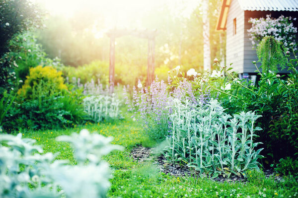 beautiful english style cottage garden view in summer with blooming peonies and companions - stachys, catnip, heranium, iris sibirica. Composition in white and blue tones. Landscape design.