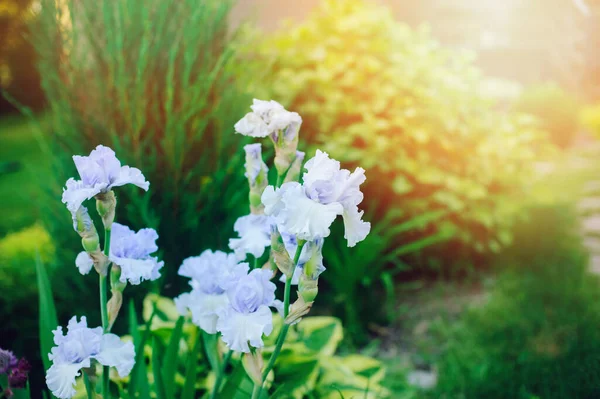 Close Van Licht Blauwe Iris Bloemen Bloeien Zomer Tuin — Stockfoto