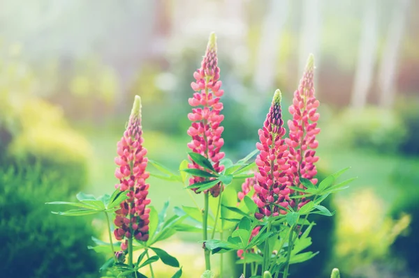 Hermosas Flores Altramuz Rojo Brillante Que Florecen Jardín Soleado — Foto de Stock