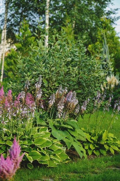 在夏季私家花园种植黄花菜的旅舍 景观设计及伴生种植理念 — 图库照片