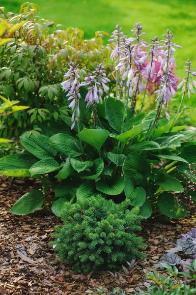 Νάνος Κωνοφόρος Φυτεμένος Ιδιωτικό Κήπο Hosta Στα Σύνορα Σπάνια Μικροσκοπική — Φωτογραφία Αρχείου