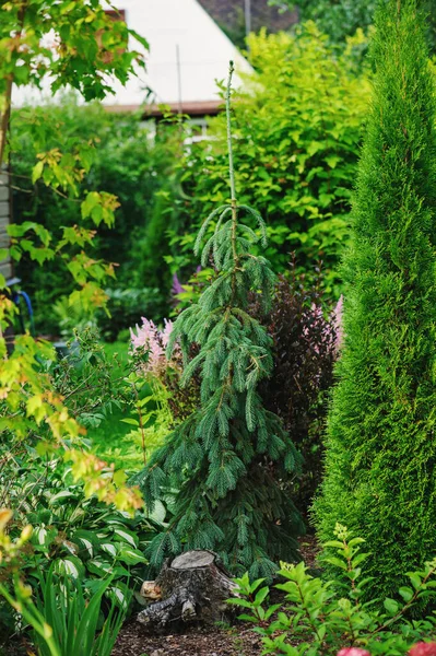 Zokogó Tűlevelű Fajták Picea Abies Inversa Vegyes Határmenti Privát Kertben — Stock Fotó