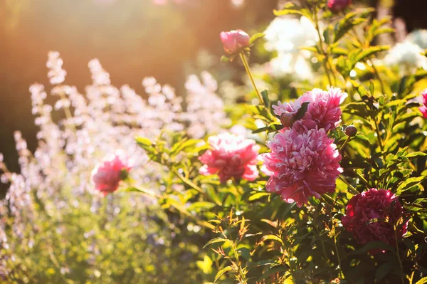 Gyönyörű Nyári Kert Kilátás Virágzó Rózsaszín Bazsarózsa Macskamenta Háttérben — Stock Fotó