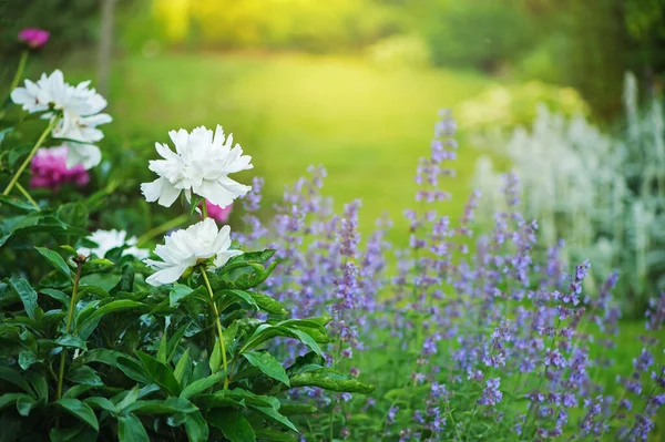 Engelse Cottage Stijl Tuin Pioenen Bloeien Grens Met Kattenkruid Prachtige — Stockfoto